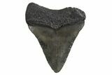 Juvenile Megalodon Tooth - South Carolina #340571-1